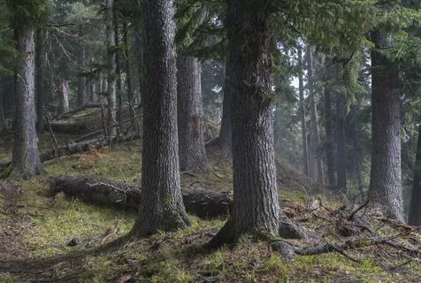 За рекой поднимались дубовые и пихтовые