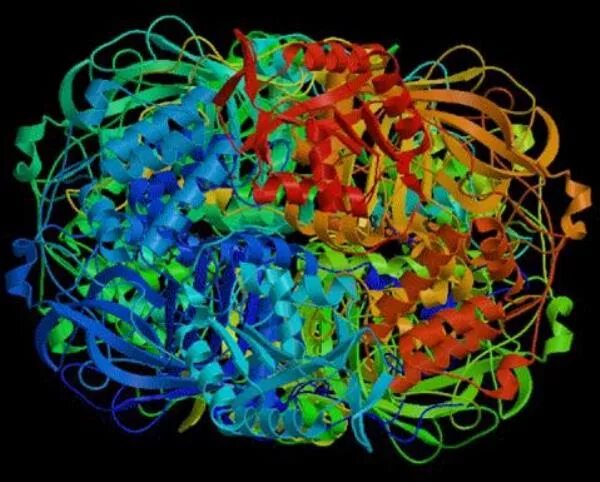 Ферменты. Ферменты фото. Ферменты стрептококков каталаза. Каталаза трехмерная модель.