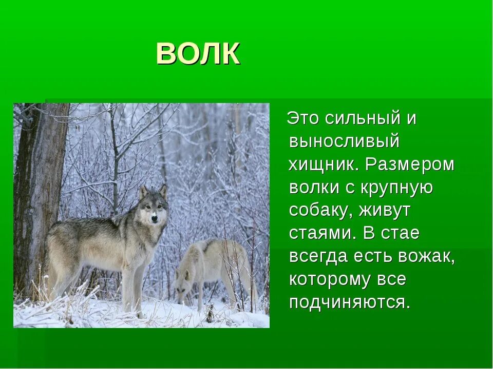 Волк краткое описание. Описание волка. Доклад про волка. Доклад про волка 2 класс. Волк детям о животных