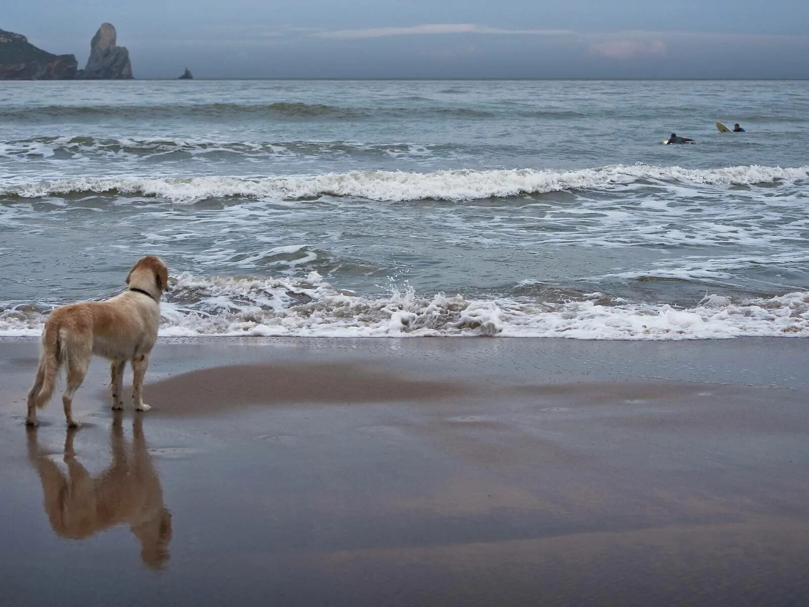 На берегу что на русском языке. Собака на берегу моря. Щенок на берегу моря. Собака у океана. Прогулка по берегу моря.