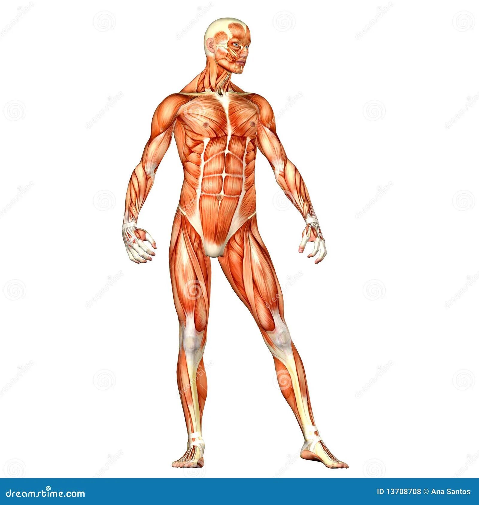 Опорно двигательный аппарат. Скелетно-мышечная система. Фасциальная система человека. Горяев костно мышечная система. Медитация для позвоночника и суставов исцеления.