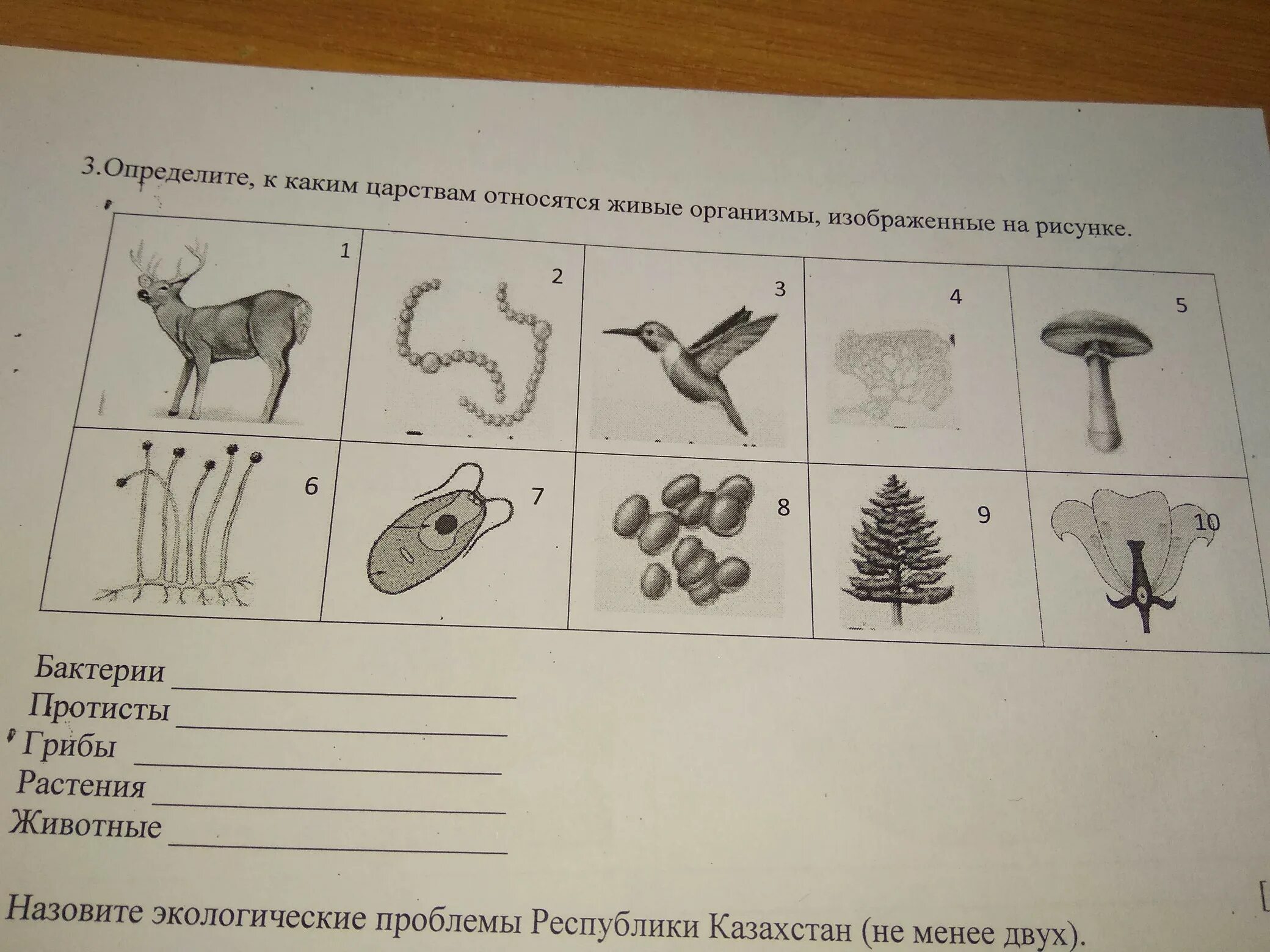 Признаки какого класса на нем изображены. К каким царствам относятся организмы. Организмы изображенные на рисунке относятся к. Определить к какому царству принадлежит. Рассмотрите рисунок на котором изображены животные.