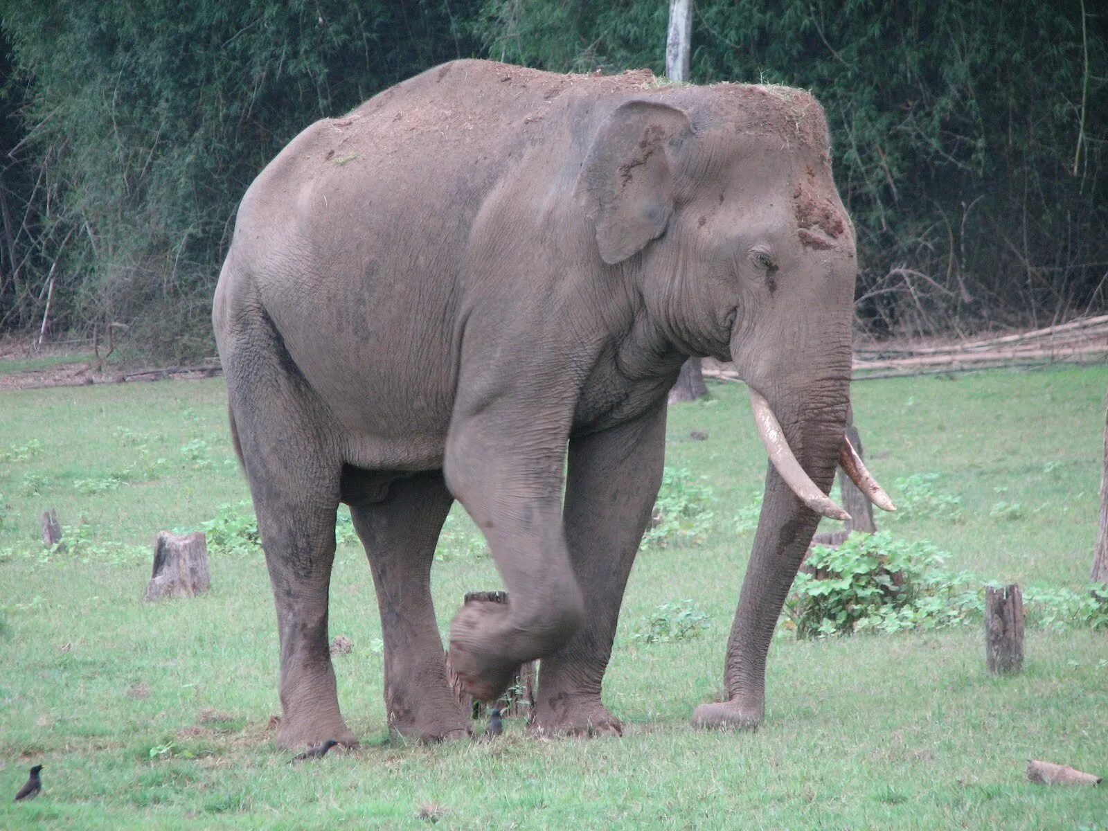 Игра где слон. Слон. Индийский слон. Индийские слоны. Слон фото.