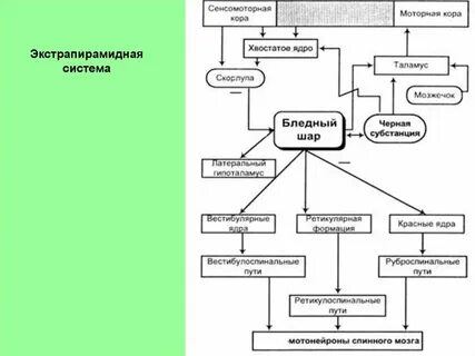 Моторная система