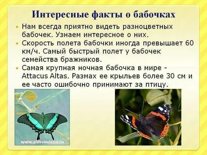 Значение цветов бабочек