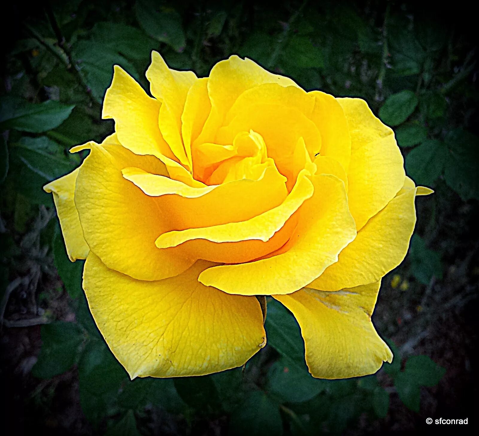 Желтые розы флорибунда сорта. Чайно гибридная илиос. Лучшие сорта желтых. Лучшие сорта желтых. Сорта желтых роз чайно гибридных.