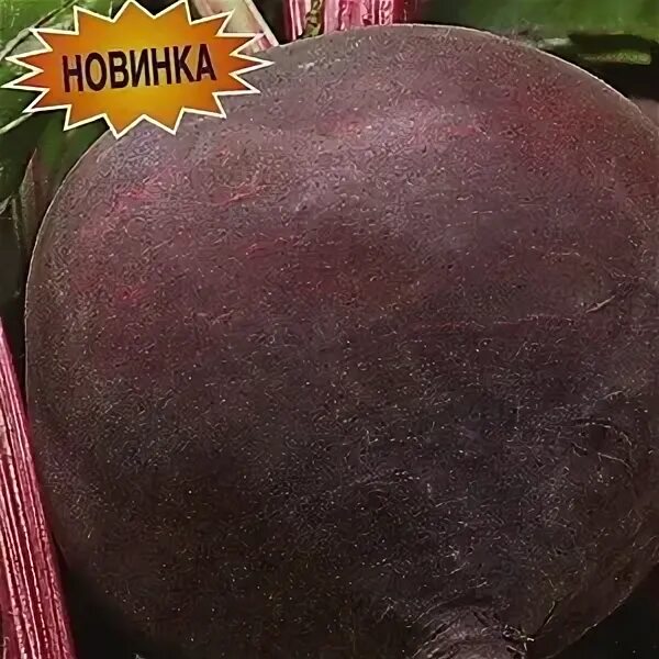 Свекла крупная. Свекла столовая смуглянка. Свекла. Плоские сорта свеклы. Крупные сорта свеклы.