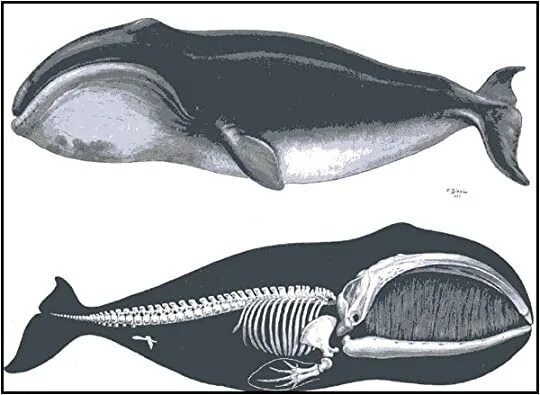 Кит Гренландский анатомия. Гренландский кит скелет. Китообразные скелет кита. Гренландский кит строение.