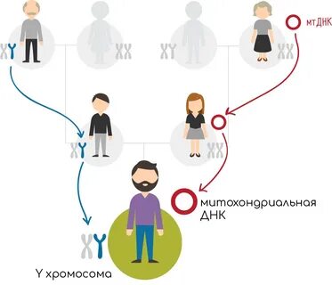 Как гены передаются от родителей к детям