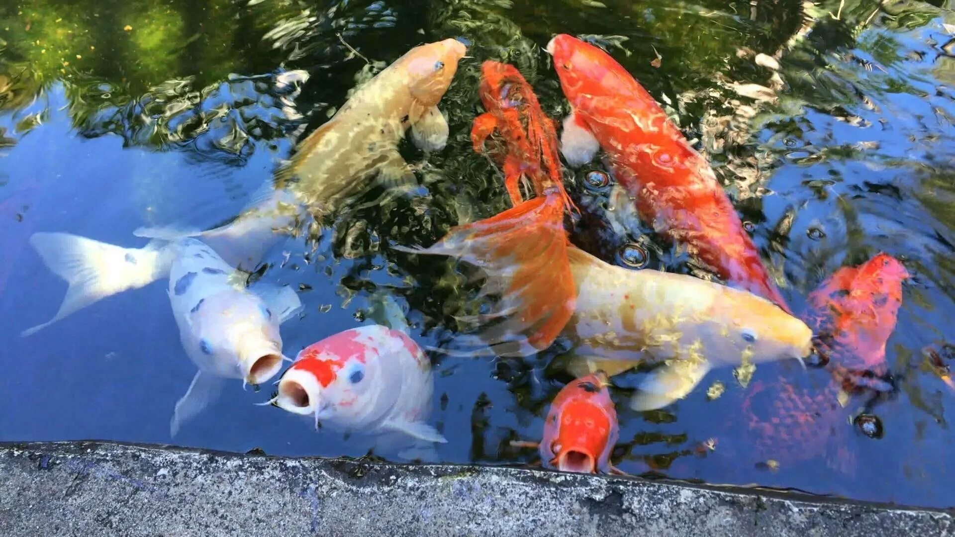 Рыбы водоемов австралии. Карпы кои. Рыбки в озере. Рыба карп нерест. Рыба в реке.