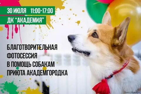 Академгородок собаки