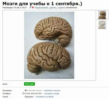 Сколько мозг