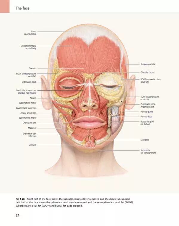 Популярный атлас анатомии человека л. Михаил сапин: анатомия человека. Мимические мышцы лица анатомия вид спереди. В. Атлас по анатомии крыжановский.