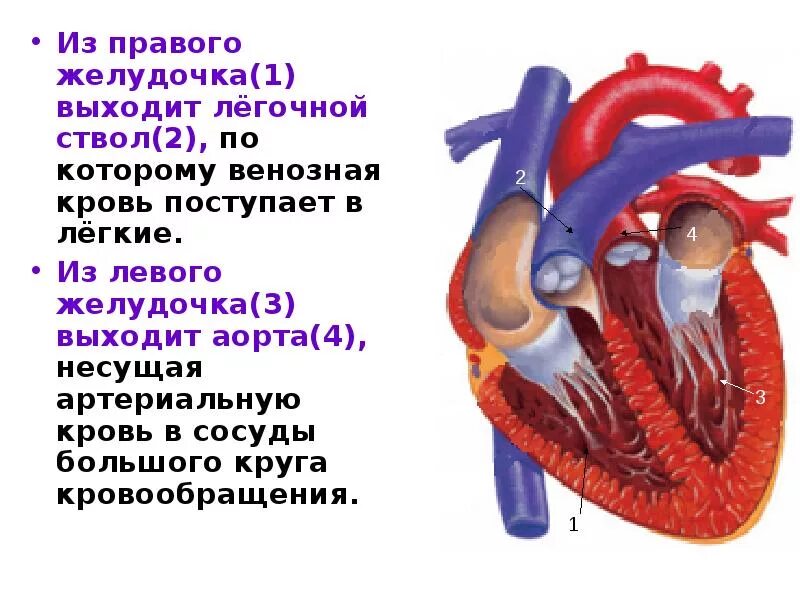 В правый желудочек сердца человека поступает