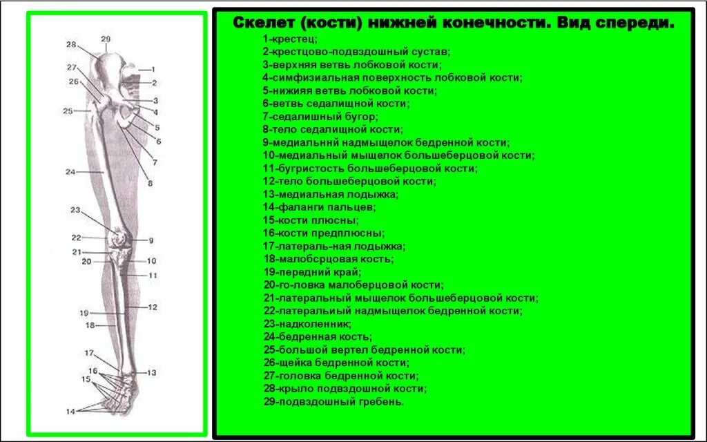 Отделы нижней конечности. Скелет нижней конечности кости атлас. Кости нижней конечности правой вид спереди. Строение нижней конечности. Скелет свободной нижней конечности.