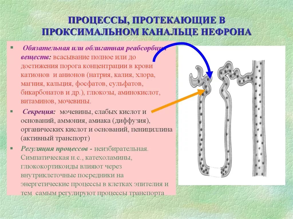 Какой процесс происходит в канальцах нефрона