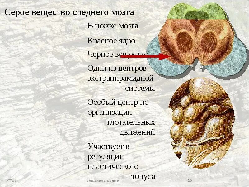 Средний и промежуточный мозг строение. Структуры серого вещества промежуточного мозга. Промежуточный мозг структуры белого вещества. Серое вещество среднего мозга. Средний мозг вид сверху.