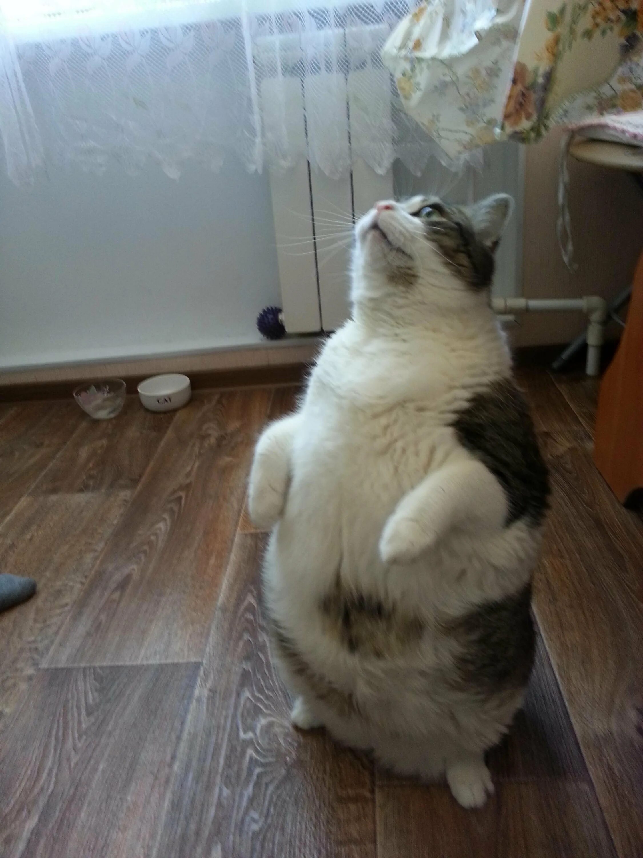 Кот стоящий на задних лапах. Коты на задних лапах. котик стоит на задних лапах. толстый кот.