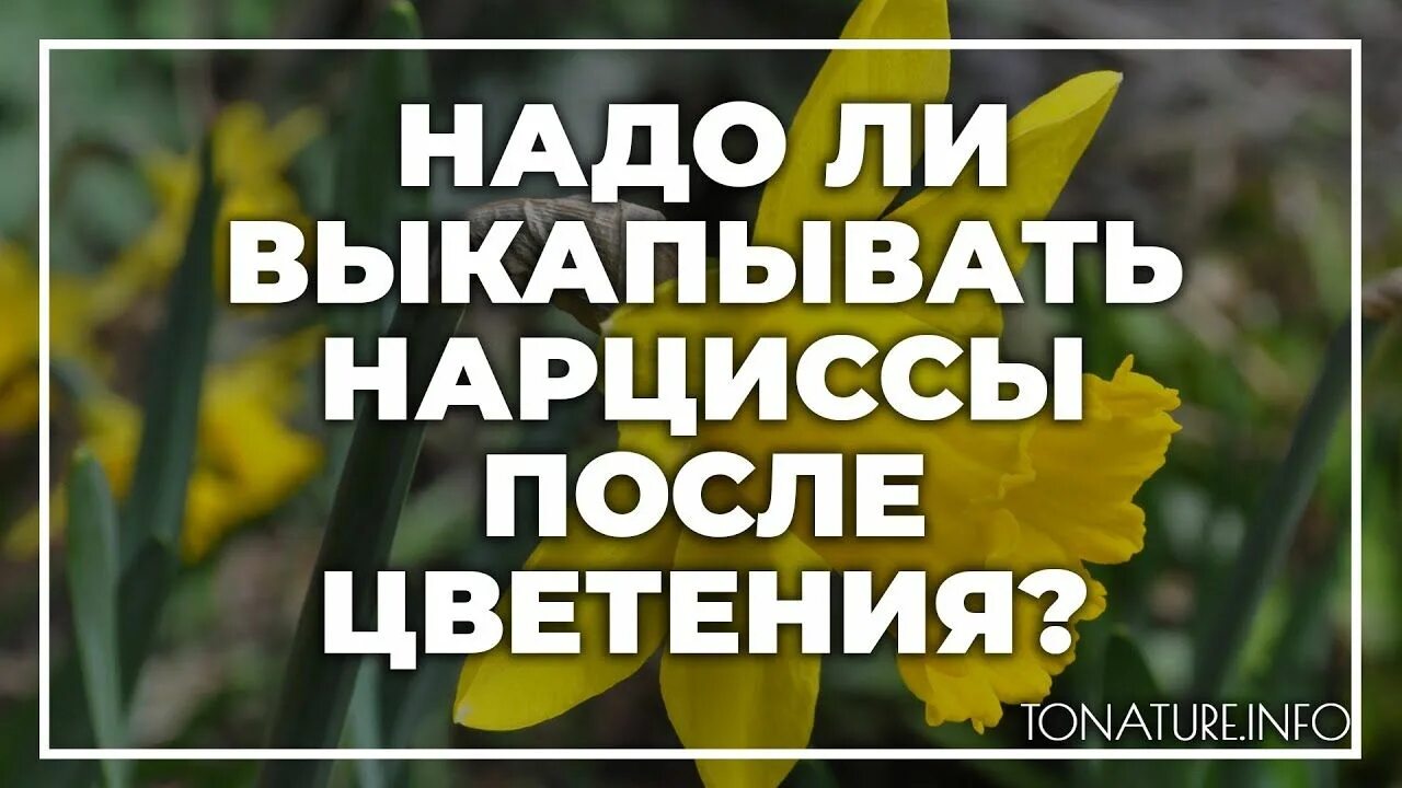 Что надо нарциссу. Нарциссы надо ли выкапывать. нарциссы после цветения. уход за нарциссами после цветения. нарциссы отцвели.