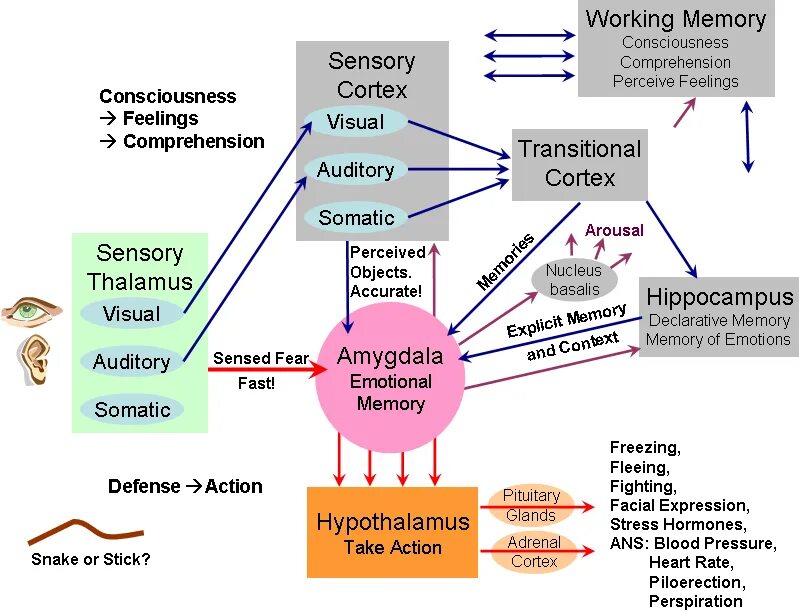 Working memory перевод. Declarative memory. emotional memory. working memories. memory scheme.