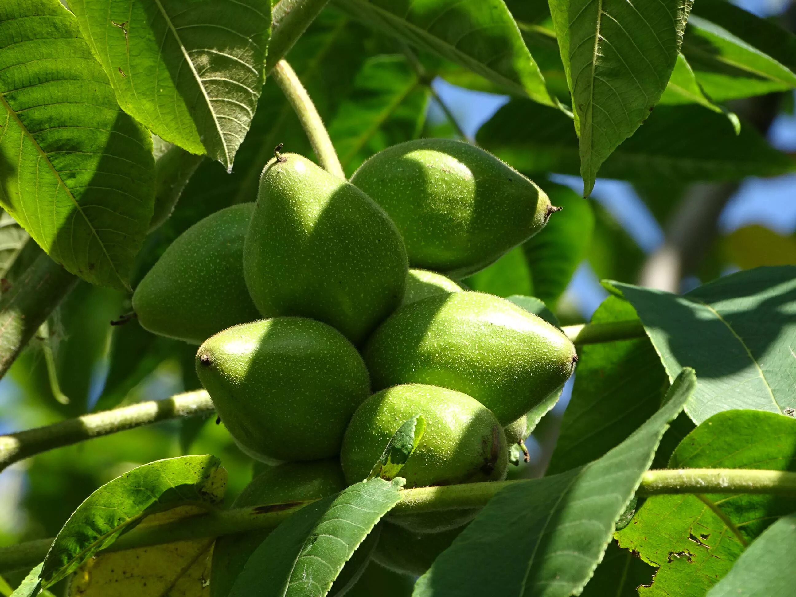 серый орех и маньчжурский орех. Cinerea l. орех маньчжурский серый. (j. орех маньчжурский серый.
