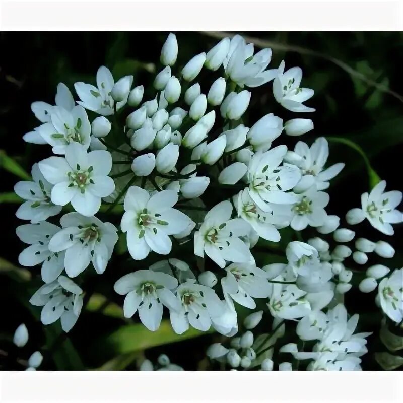 Allium Neapolitanum Bulbs Naples Garlic Allium CowaniiThis heirloom allium has b