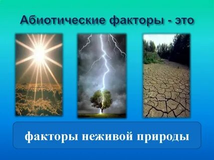 Неживая форма жизни