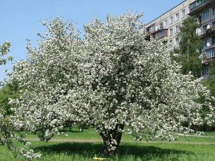 Яблони спб