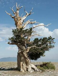 Old trees