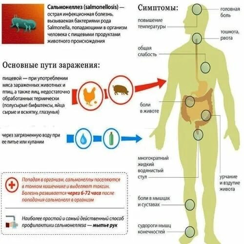 Какому инфекционному заболеванию соответствует определение инфекционное заболевание. Сальмонеллез способ передачи инфекции. Сальмонеллез проявление болезни. Пути заражения сальмонеллезом способы. Сальмонеллез инфекционные болезни симптомы.