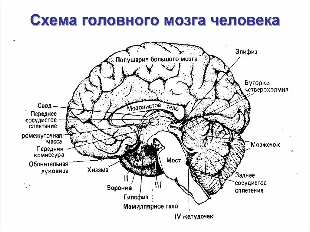 Укажите названия головного мозга. Отделы головного мозга человека схема. Структура отделов головного мозга схема. Строение головного мозга спереди. Строение головного мозга человека ЕГЭ.