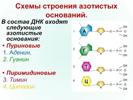 В состав нуклеотида входит азотистое основание