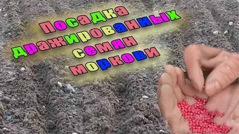 Как правильно сажать морковь в открытый