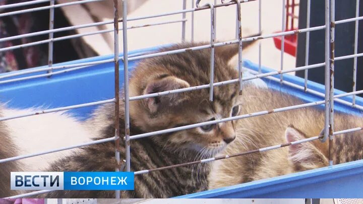 На месте воронежского "Птичьего рынка" появится торговый комплекс - МК Воронеж