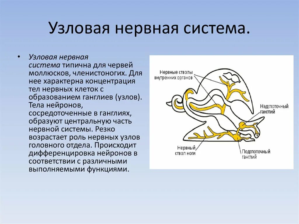 Имеет разбросанную узловую нервную систему. Имеет разбросанную узловую нервную систему