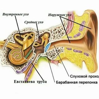 Почему появляются ушки