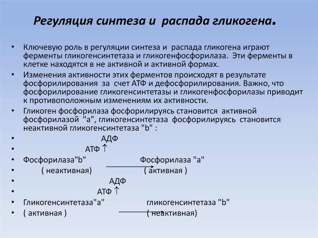 Синтез гликогена происходит. Регуляция синтеза и распада гликогена. Синтез и распад гликогена. Регуляция биосинтеза гликогена. Регуляторный фермент распада гликогена.