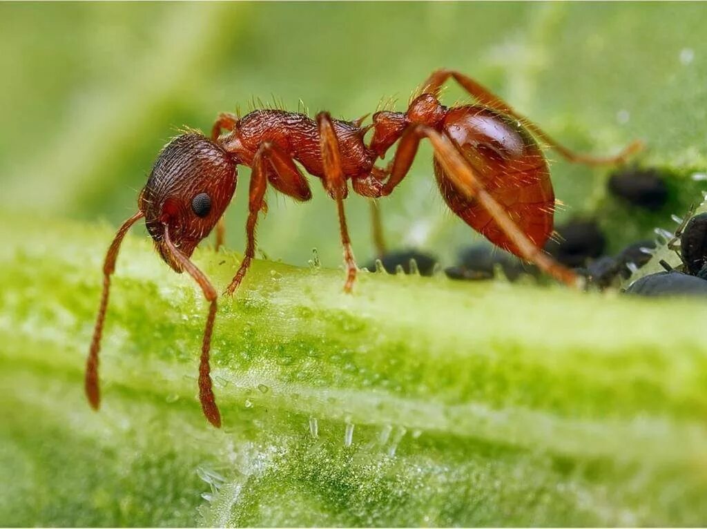 Муравьиный вид. Муравьи Myrmica rubra. Рыжая мирмика. Рыжая мирмика муравей. Лесные муравье рыжая мирмика.
