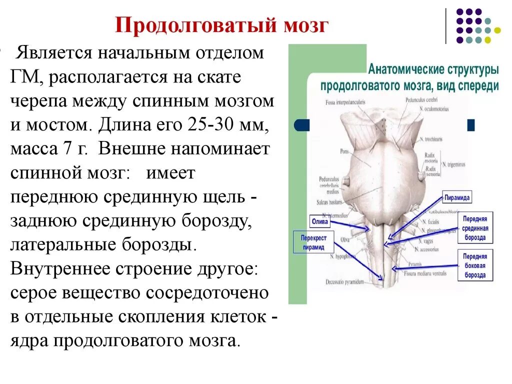 Продолговатый мозг строение отдела. Продолговатый мозг расположение строение функции. Продолговатый мозг анатомия функции. Продолговатый мозг местоположение и функции. Особенности строения продолговатого мозга.