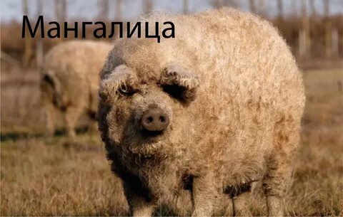 Sheep pig