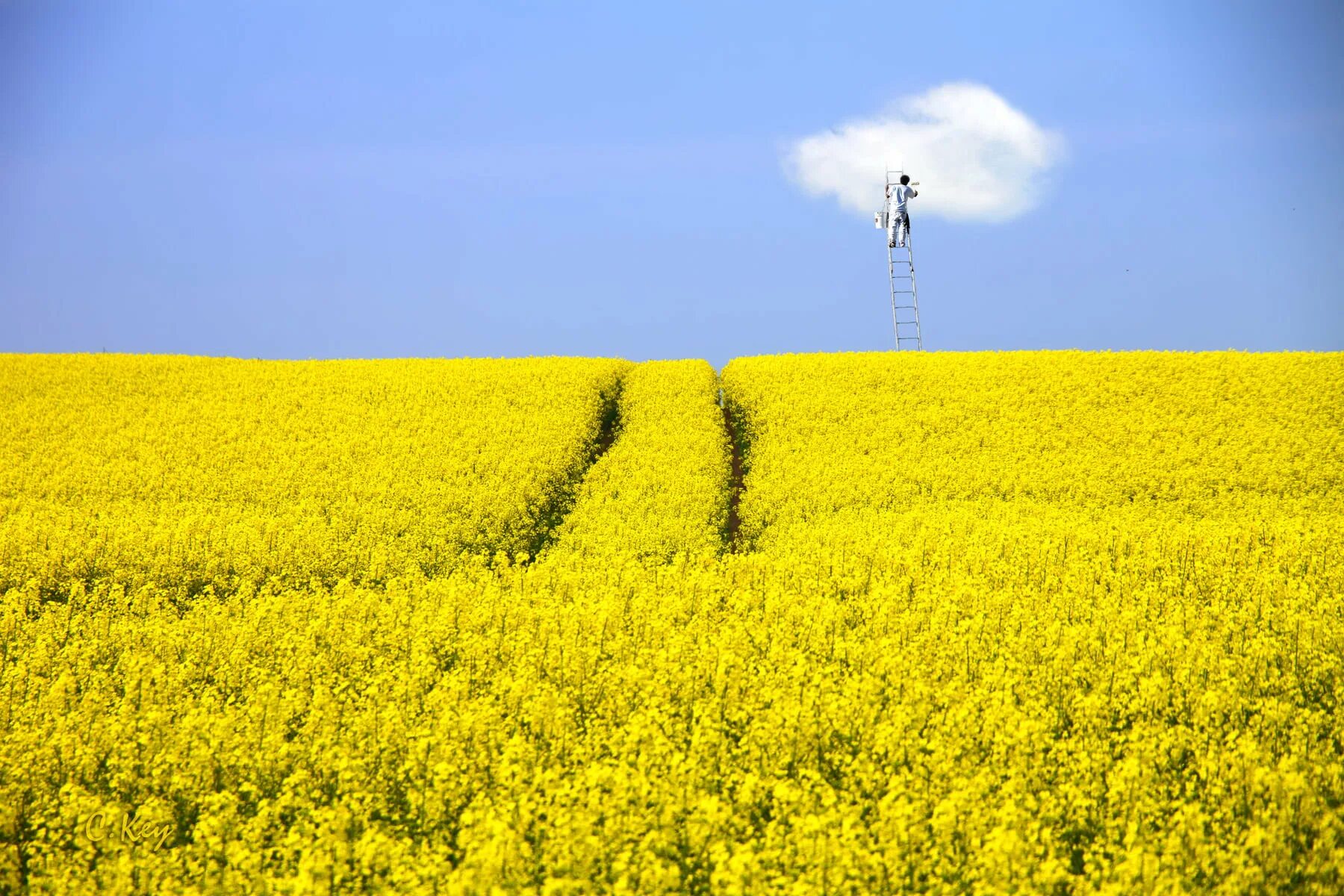 Сон желтое поле. Сон желтое поле. Желто зеленое поле. Жёлтое канола. Сон желтое поле.