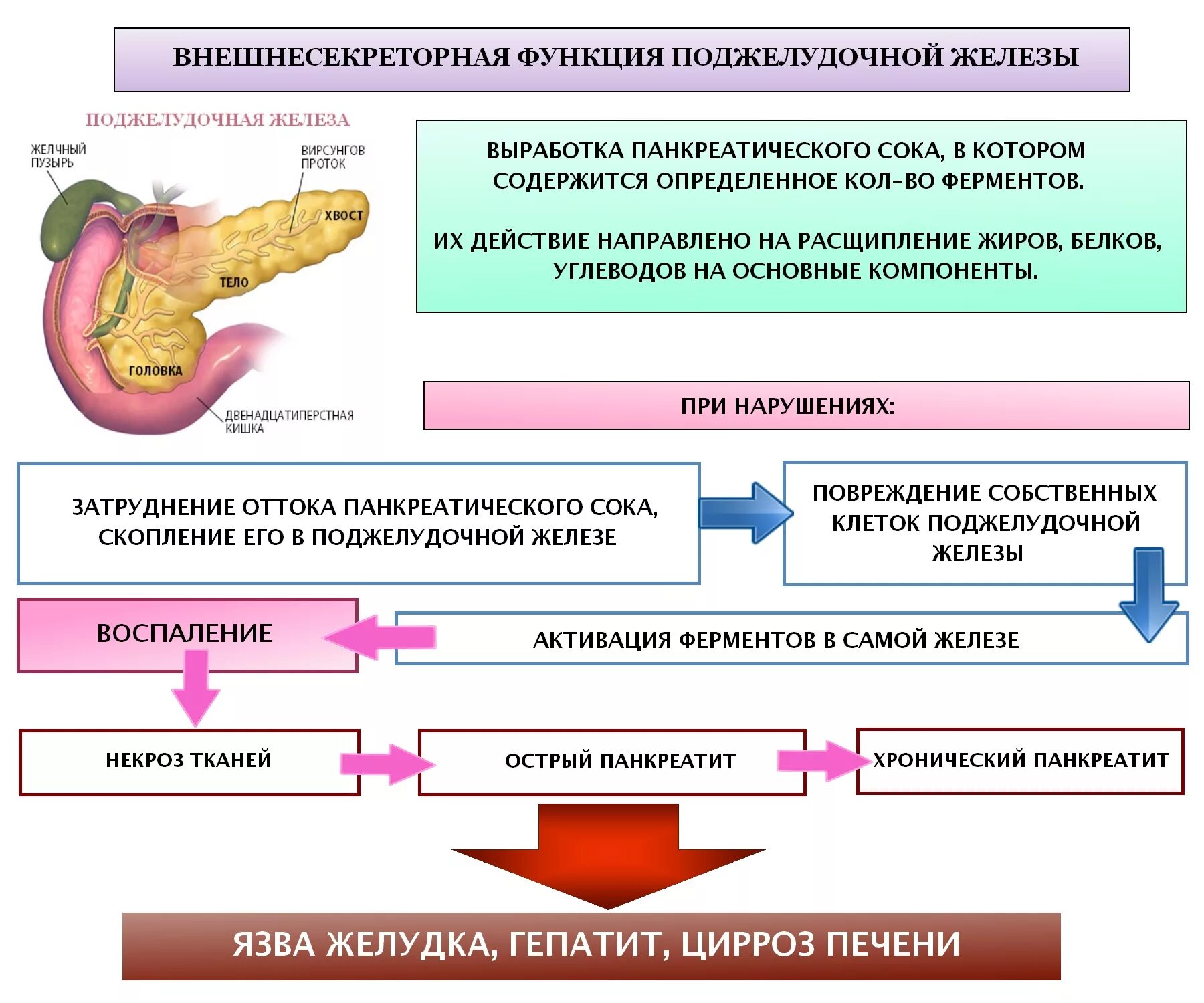 Функции панкреатита