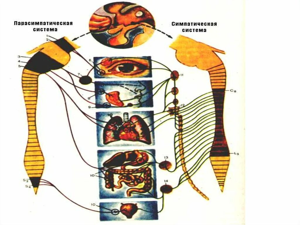 Ми құрылымы. Ішкі мүшелер жұмысының жүйкелік реттелуі 7 класс презентация. Сомалык парасимпатикалык симпатикалык.