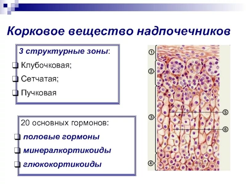 Сетчатая зона. Клубочковая сетчатая и пучковая гормоны. Сетчатая зона коркового вещества надпочечников. Клубочковая пучковая сетчатая. Гормоны коркового вещества надпочечников.