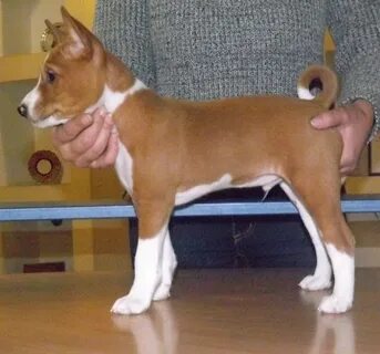 Не линяющие и не лающие собаки