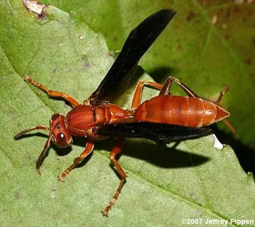Бархатный муравей (dasymutilla gloriosa). Муравей оса насекомое. Королева красных ос насекомое. Оса с красными крыльями. Шершень обыкновенный vespa crabro.