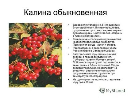 Калина 2 класс окружающий мир