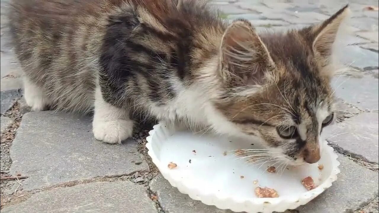 Hungry kitti. Хангри китти. Hungry kitty 1. Hungry kitti. Голодный том игра.