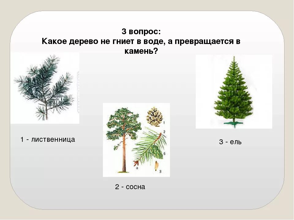 Какое дерево не гниет в воде. Древесина какого дерева не гниет. Лиственница не гниет в воде. Какие деревья не гниют. Сколько воды в деревьях