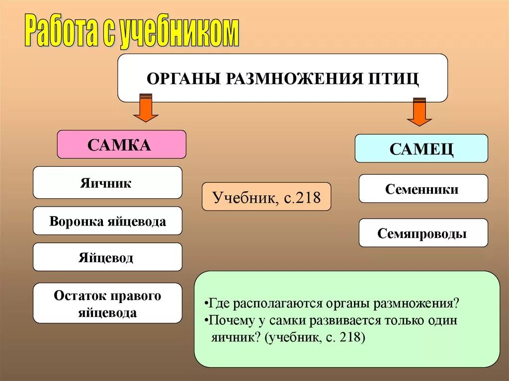 Годовой жизненный цикл птиц 7 класс. Размножение и развитие птиц. Годовой цикл размножения птиц. Птицы размножаются. Годовой жизненный цикл птиц схема.